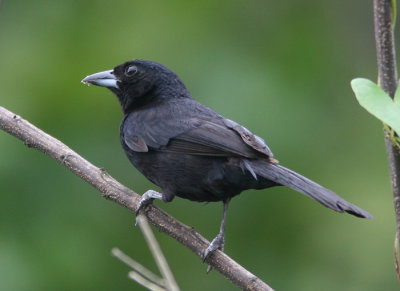 White-lined Tanager