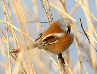 Bearded Tit