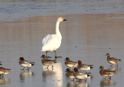 Bewick's Swan and Wigeon