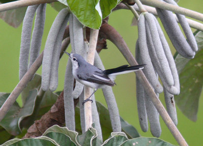 Masked Gnatcatcher