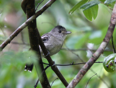 Planalto Slaty Antshrike