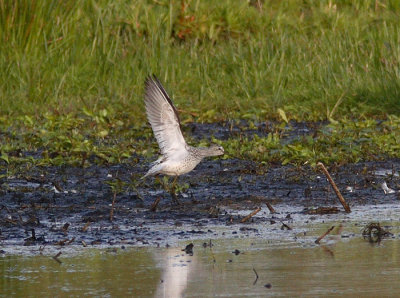 Marsh Sandpiper