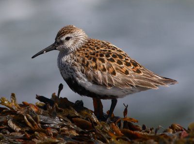 Dunlin