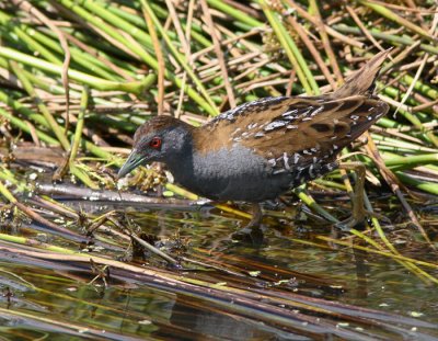 Baillon's Crake