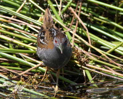 Baillon's Crake