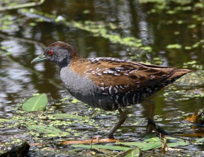 Baillon's Crake