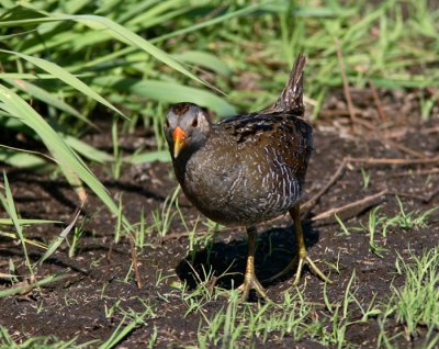 Spotted Crake