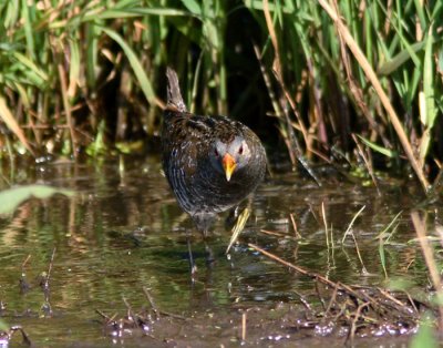 Spotted Crake