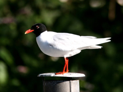 Mediterranean Gull