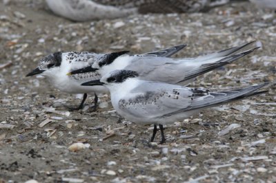 Sandwich Tern