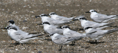 Sandwich Tern