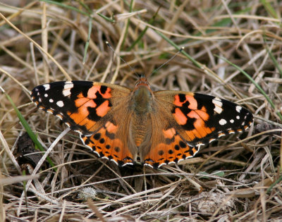 Painted Lady