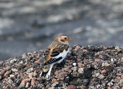 Snow Bunting