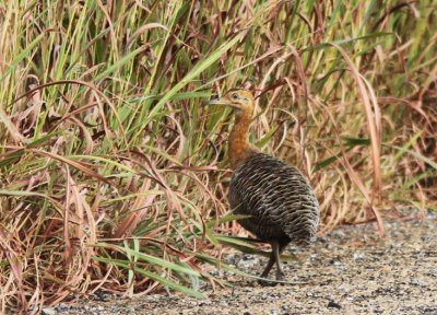 Red-winged Tinamou