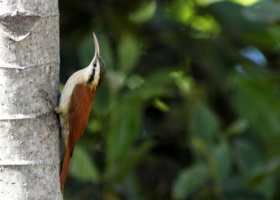 Narrow-billed Woodcreeper