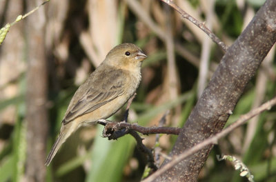 Copper Seedeater