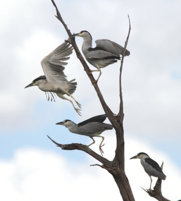 Black-crowned Night Heron