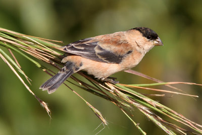 Copper Seedeater