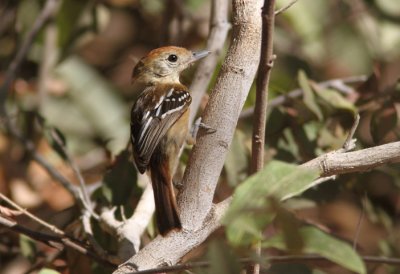 Planalto Slaty Antshrike