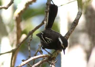 Black-bellied Antwren