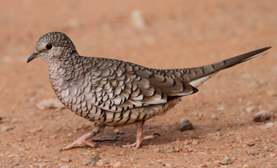 Scaled Dove