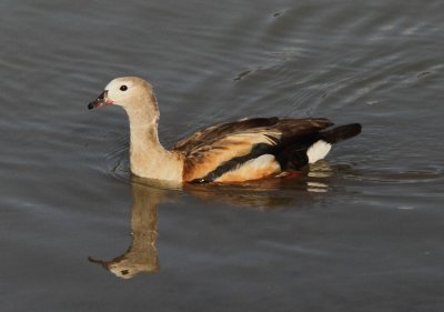 Orinoco Goose