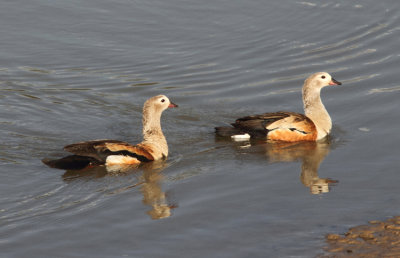 Orinoco Goose