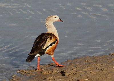 Orinoco Goose