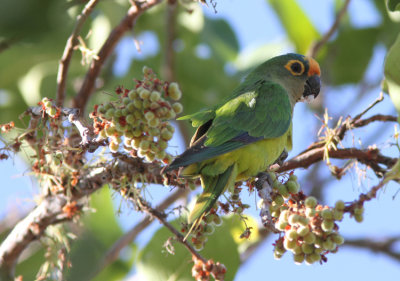 Peach-fronted Parakeet