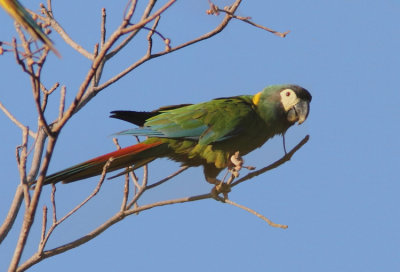 Golden-collared Macaw