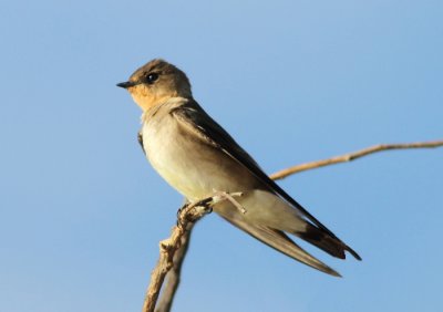 Southern Rough-winged Swallow