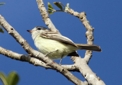 Mouse-colored Tyrannulet
