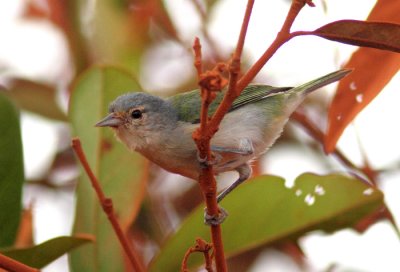 Chestnut-vented Conebill