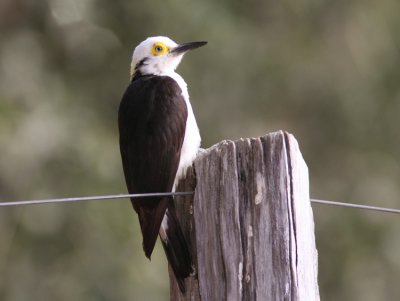 White Woodpecker