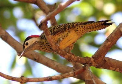 Green-barred Woodpecker