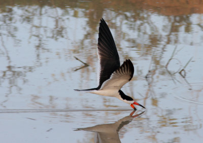 Black Skimmer