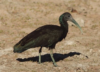 Green Ibis