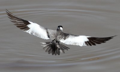 Large-billed Tern