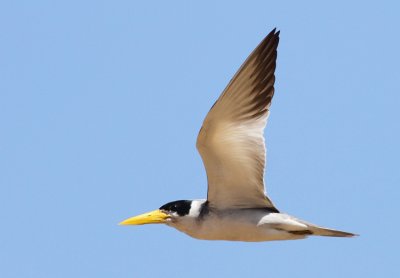 Large-billed Tern