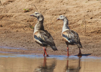 Orinoco Goose