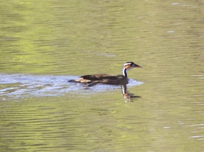 Sungrebe