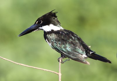 Amazon Kingfisher