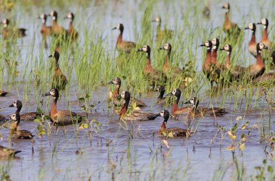 White-faced Whistling Duck