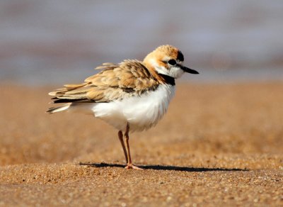 Collared Plover