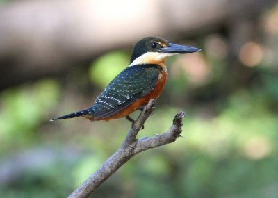 Green-and-rufous Kingfisher