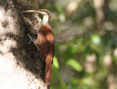 Long-billed Woodcreeper