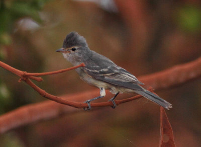 Southern Beardless Trannulet