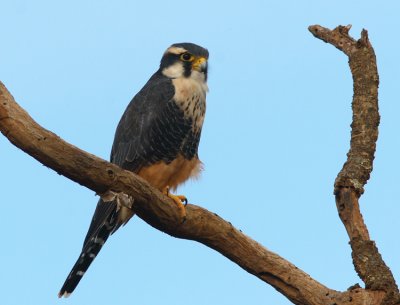 Aplomado Falcon