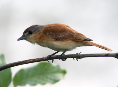 Chestnut-crowned Becard