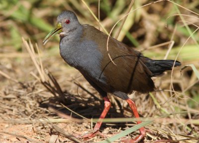 Blackish Rail